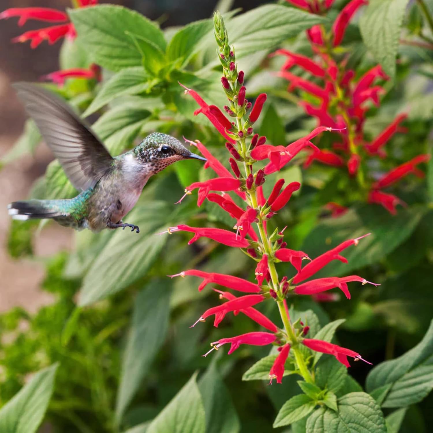 Pineapple Sage Seeds (Salvia Elegans) - Edible Leaves & Flowers, Attracts Hummingbirds, Fragrant, Perennial/Annual for Indoor/Outdoor Containers & Borders - 10 Pcs