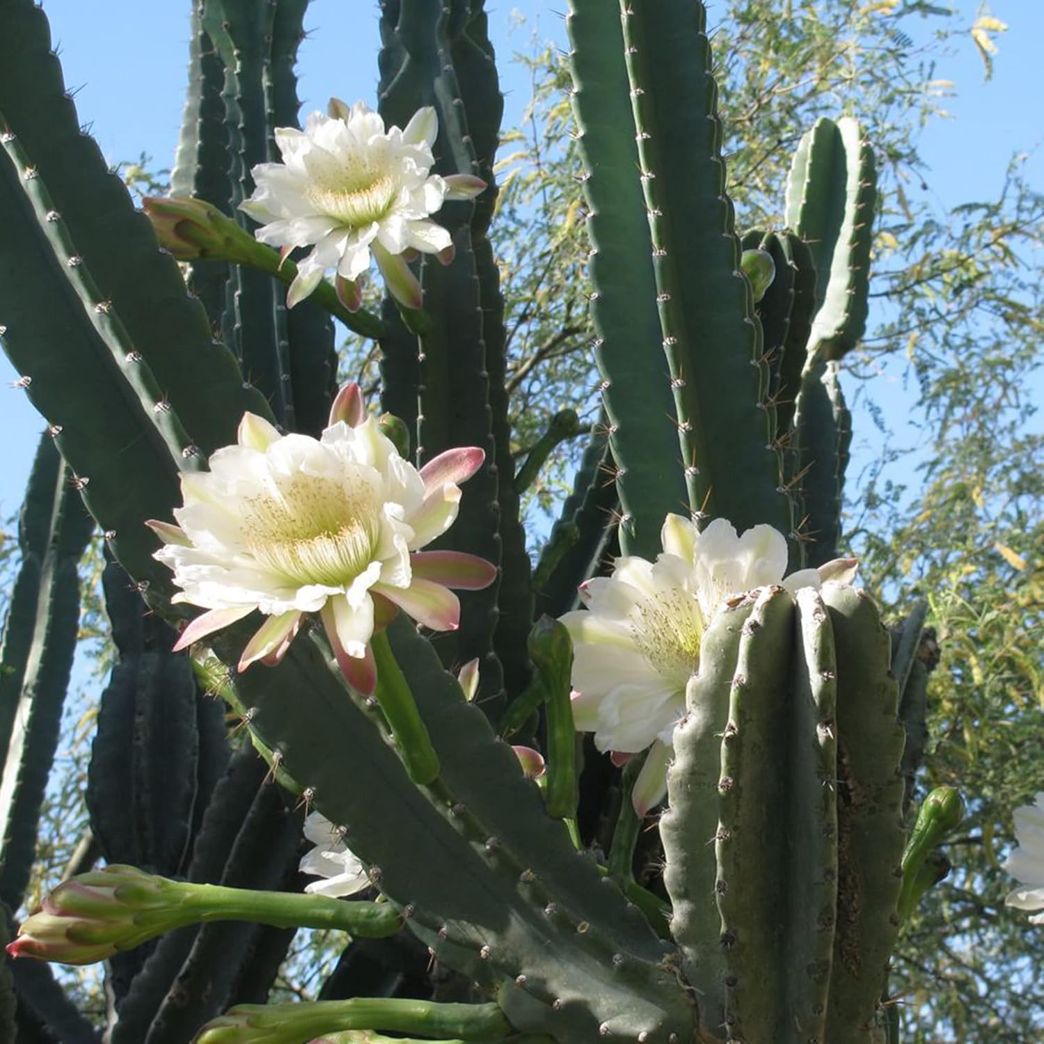 Night-Blooming Cereus Cactus Plant with Large, Fragrant White Flowers - Queen of The Night Seeds, 50 Pcs