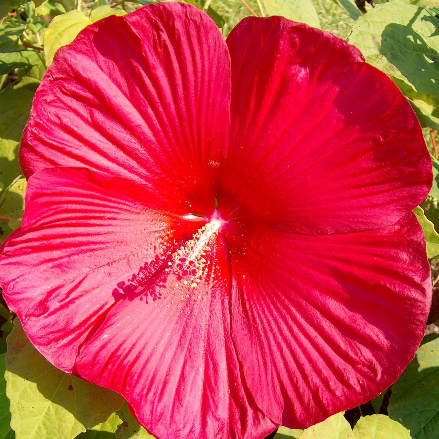 Hibiscus Moscheutos Samen - Winterharter Hibiskus, Sumpfrose, mehrjährige Blütenpflanze für Gartenbeete, zieht Bienen, Schmetterlinge und Kolibris an - 25 Stück