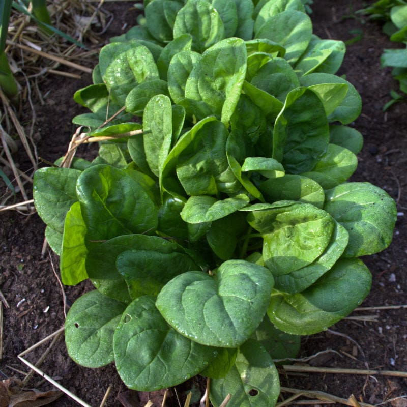 Seaside Spinach Seeds – Heat & Salt-Tolerant, Fast-Growing Greens