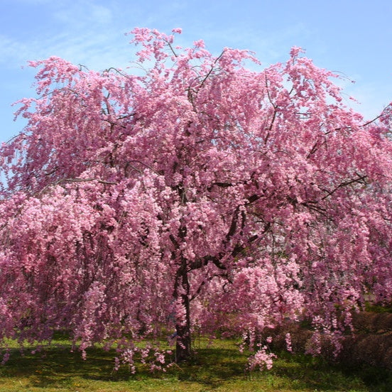 Pink Willow Weeping Tree Seeds for Planting