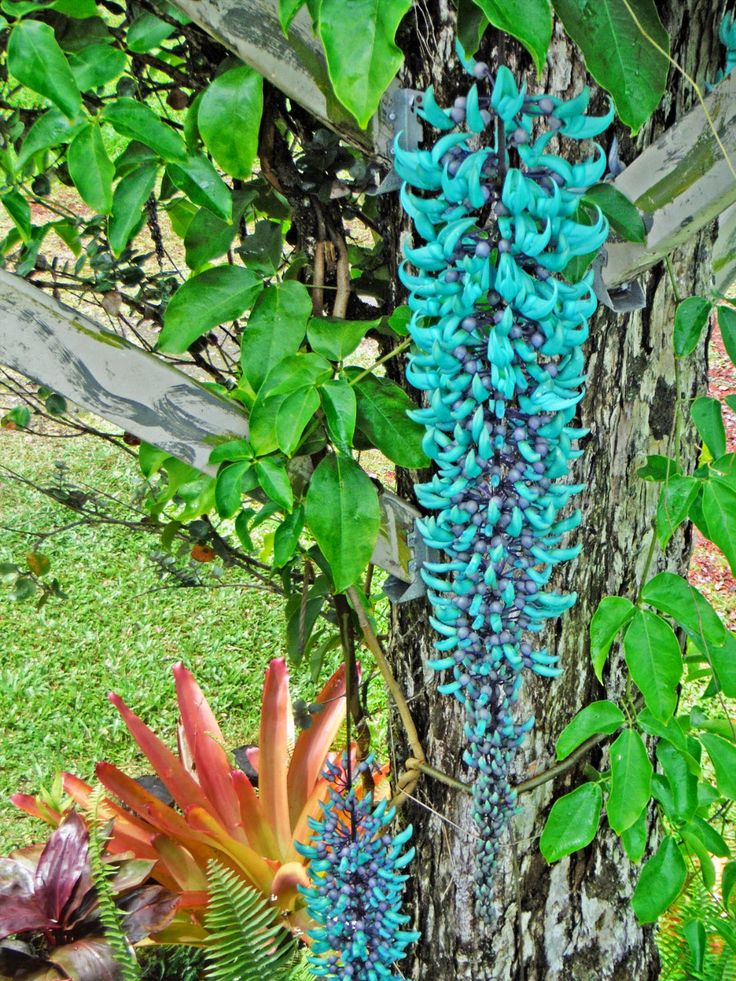 Jade Vine Seeds for Planting (Strongylodon Macrobotrys) - 100 pcs - Flower seeds