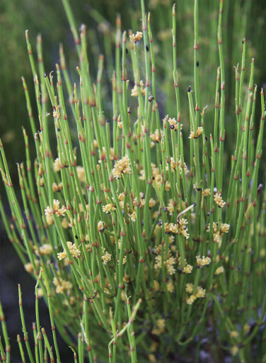 Graines d'éphédra sinica à planter, cultivez votre propre jardin d'éphédra, graines de qualité supérieure