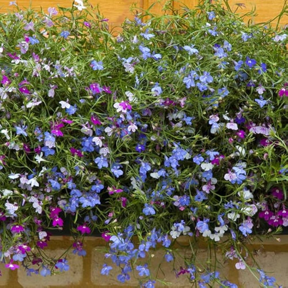 Mélange de Lobelia Regatta - Graines de fleurs vivaces pour paniers suspendus éclatants