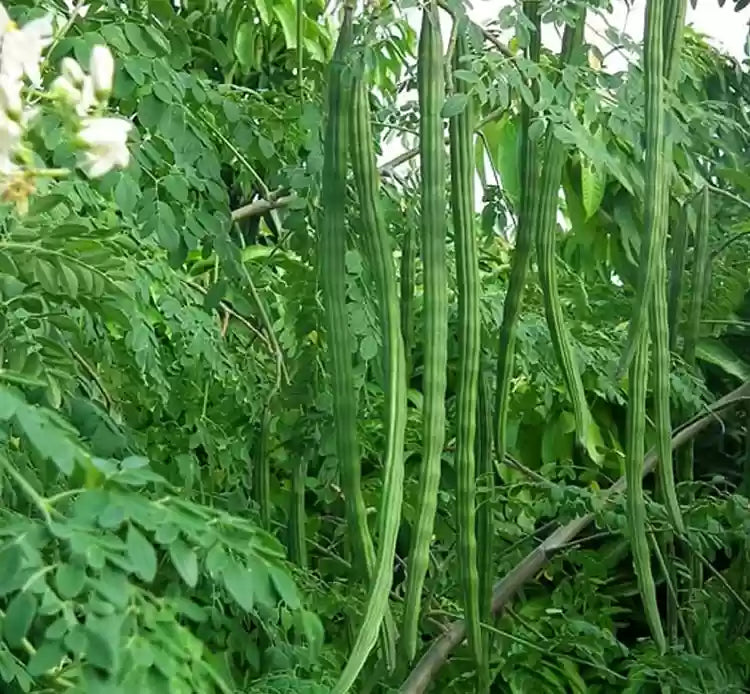 Premium Moringa-Gemüsesamen zum Anpflanzen, Züchten Sie nährstoffreiche und schnell wachsende Moringa-Bäume in Ihrem Hausgarten.