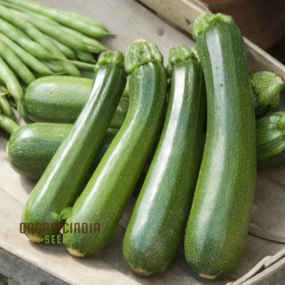 Graines de légumes Courgette Safari, cultivez une récolte abondante de courgettes délicieuses et nutritives