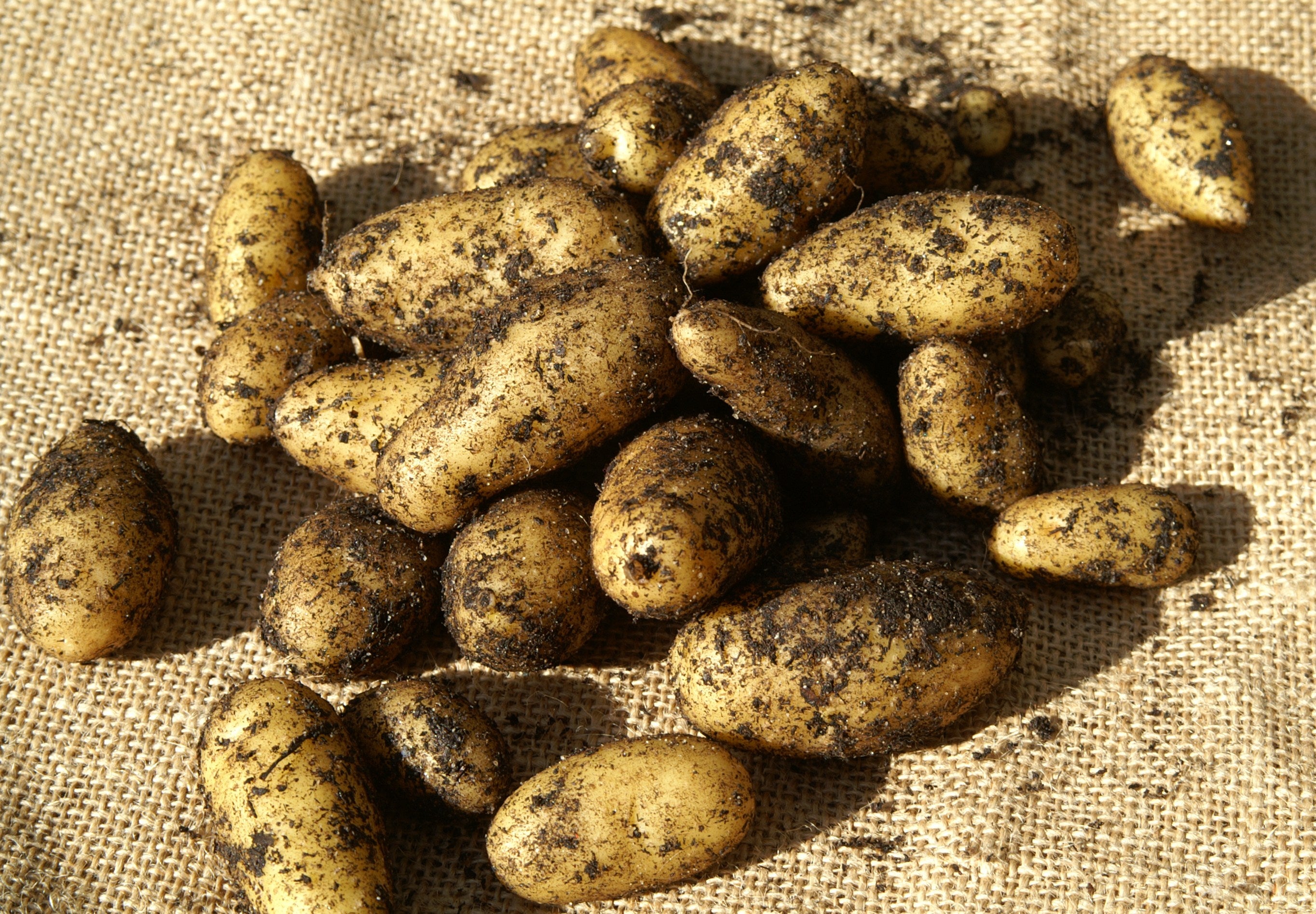 Seed Potato - Kipfler | Premium Quality Seeds for Planting & Gardening | Organic and Non-GMO