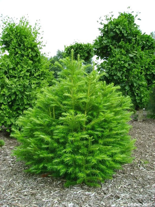 "China Fir Cunninghamia Lanceolata Seeds for Planting - 100 pcs" - Plant Seeds