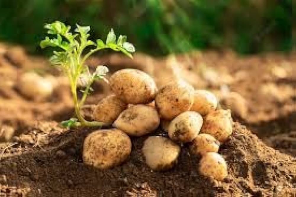 Nicola Potatoes Vegetable Seeds, Heirloom European Variety for Home Gardening, Non-GMO, High Yield Disease Resistant