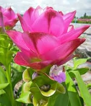 Curcuma Thailand Pink Seeds for Planting - 100 pcs - Flower seeds