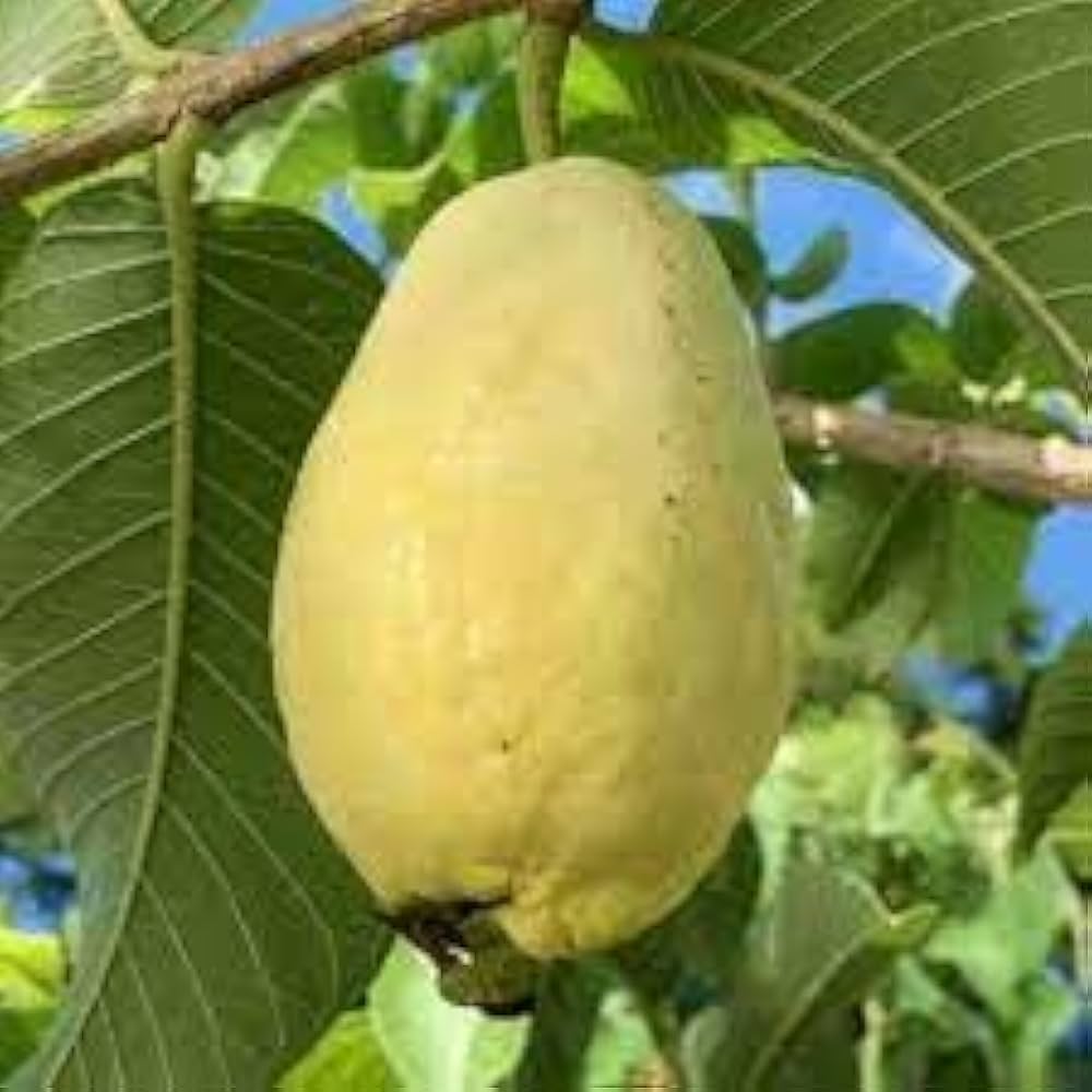 Beaumont Guava Seeds – Sweet & Aromatic Tropical Fruit for Planting