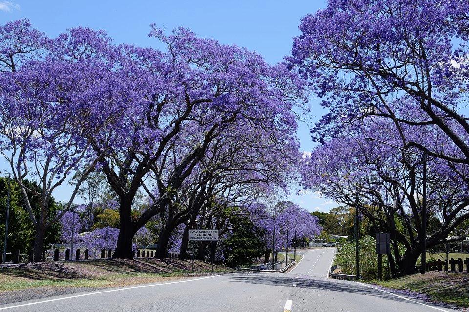 "Jacaranda Tree Seeds, Planting, 100 pcs" - Plant Seeds