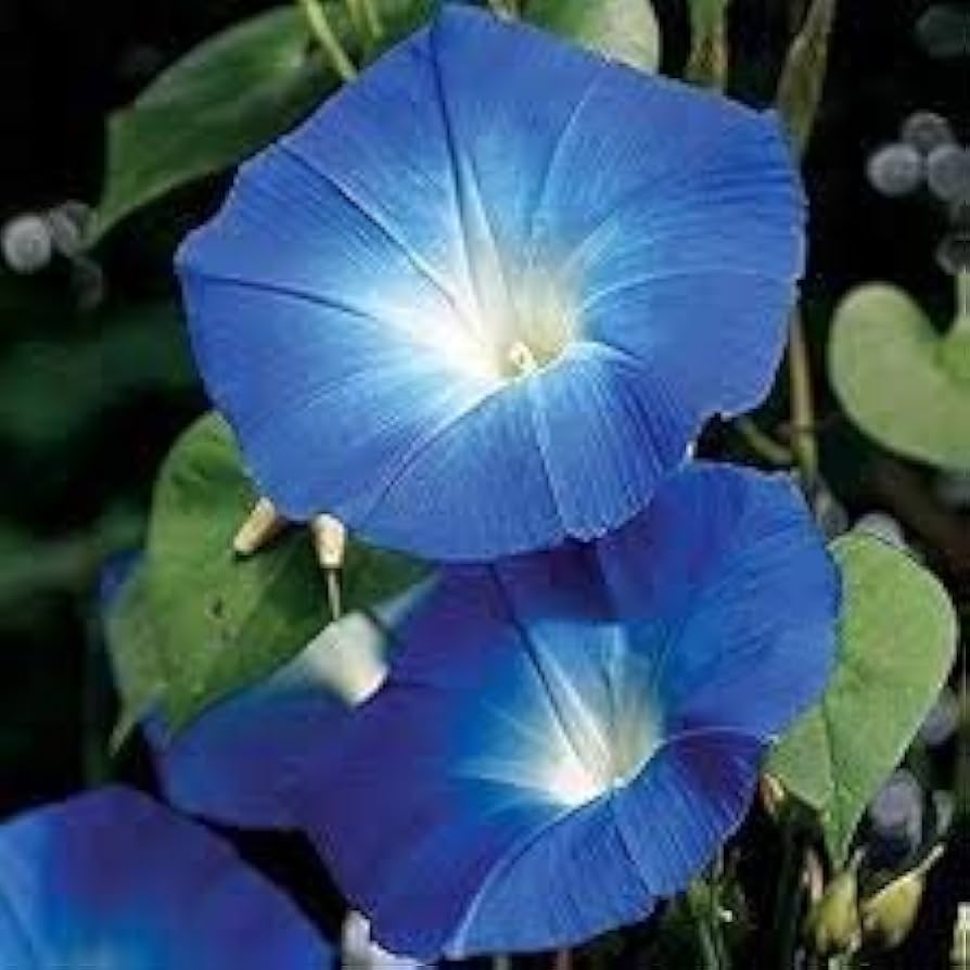 "Giant Moonflower Blue Flower Seeds, Planting, 100 pcs" - Flower seeds