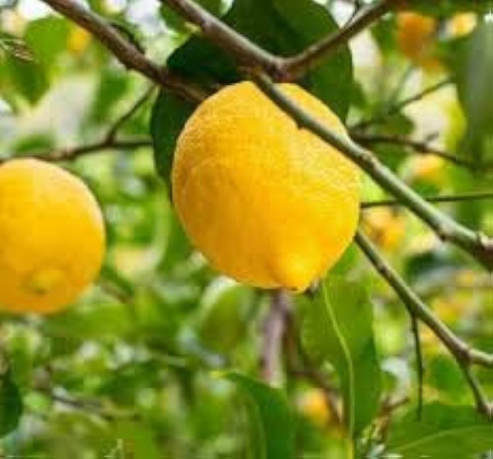 Bearss Lemon Seeds for Planting – Grow Juicy Citrus Trees at Home