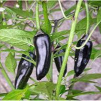 Chilli Gusto Purple Seeds - Grow Vibrant and Flavorful Purple Peppers in Your Garden