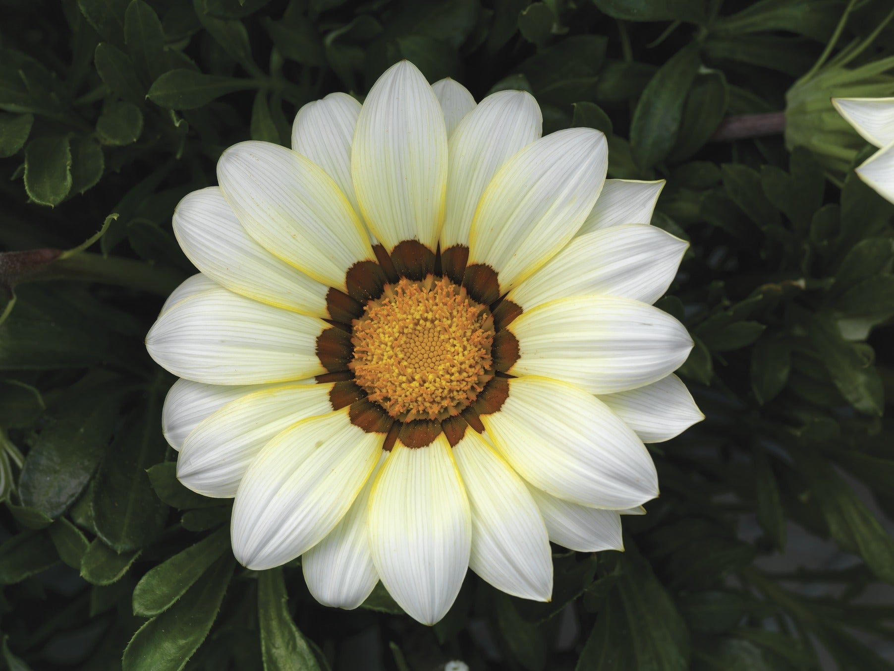 "Gazania Daybreak Series White Flower Seeds, Planting - 100 pcs" - Flower seeds