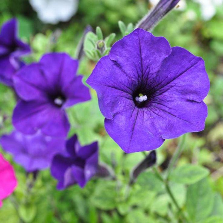 Violet Petunia Seeds – Rich, Regal Blooms for Gardens & Hanging Baskets