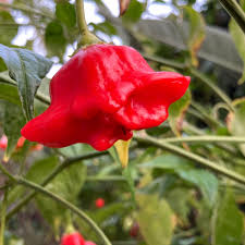 Chilli Bishops Crown Seeds - Unique and Flavorful Peppers for Your Garden