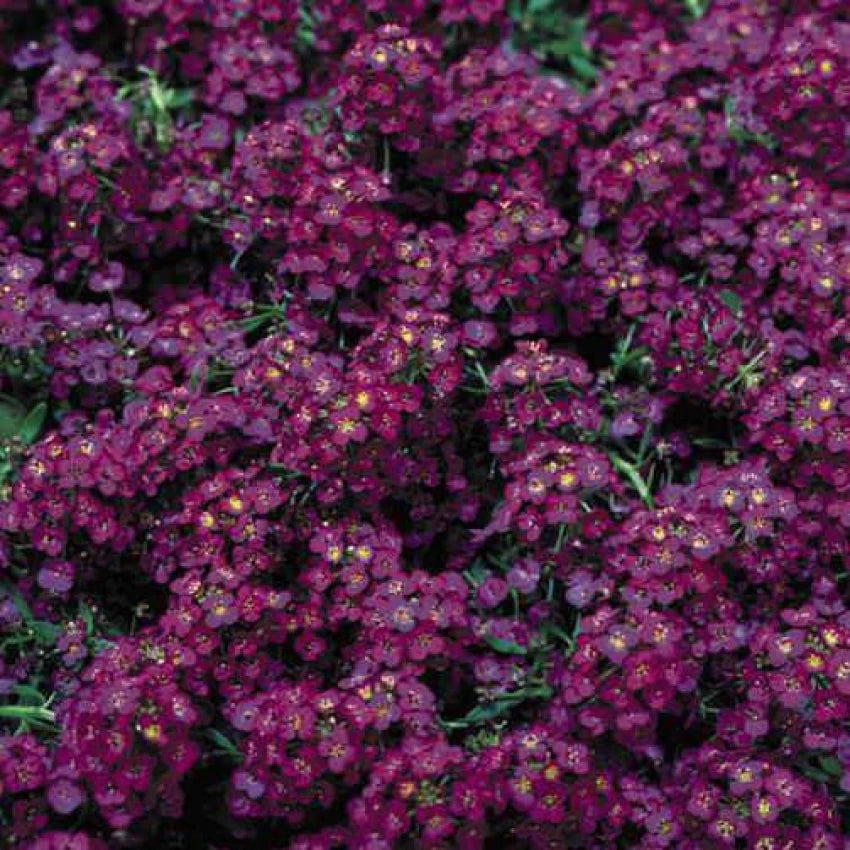 "Alyssum Wonderland Deep Rose Flower Seeds, Planting - 100 pcs" - Flower seeds