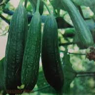 Sponge Gourd Dark Green Seeds - Grow Nutritious and Versatile Gourds in Your Garden