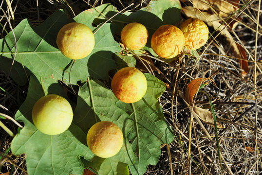 Post Oak Tree Seeds, White Oak Family, Oak Acorns from North Georgia (20 Pieces)