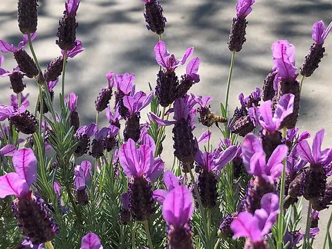 Spanish Lavender (Lavandula stoechas) Seeds – Unique Fragrant Blooms for Gardens