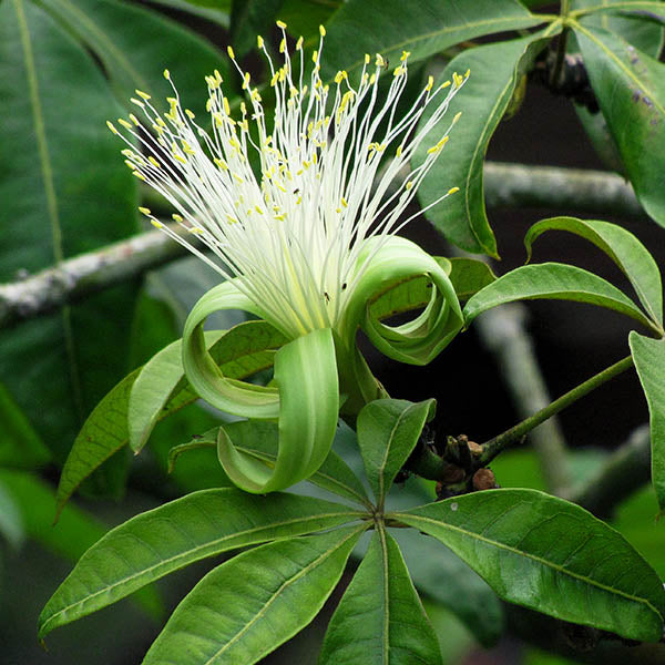 Pachira Plant Seeds For Planting, Indoor Plant Seeds