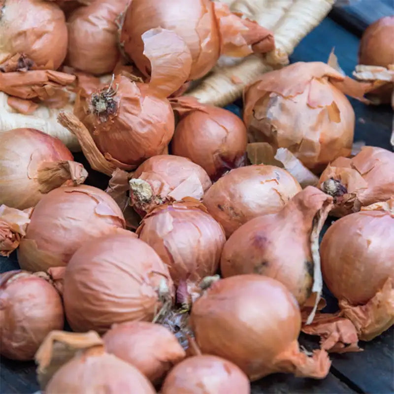 Red Sun Shallot Sets â€“ Elevate Your Gardening Experience with Flavorful, Homegrown Alliums Straight from Your Soil to Your Kitchen