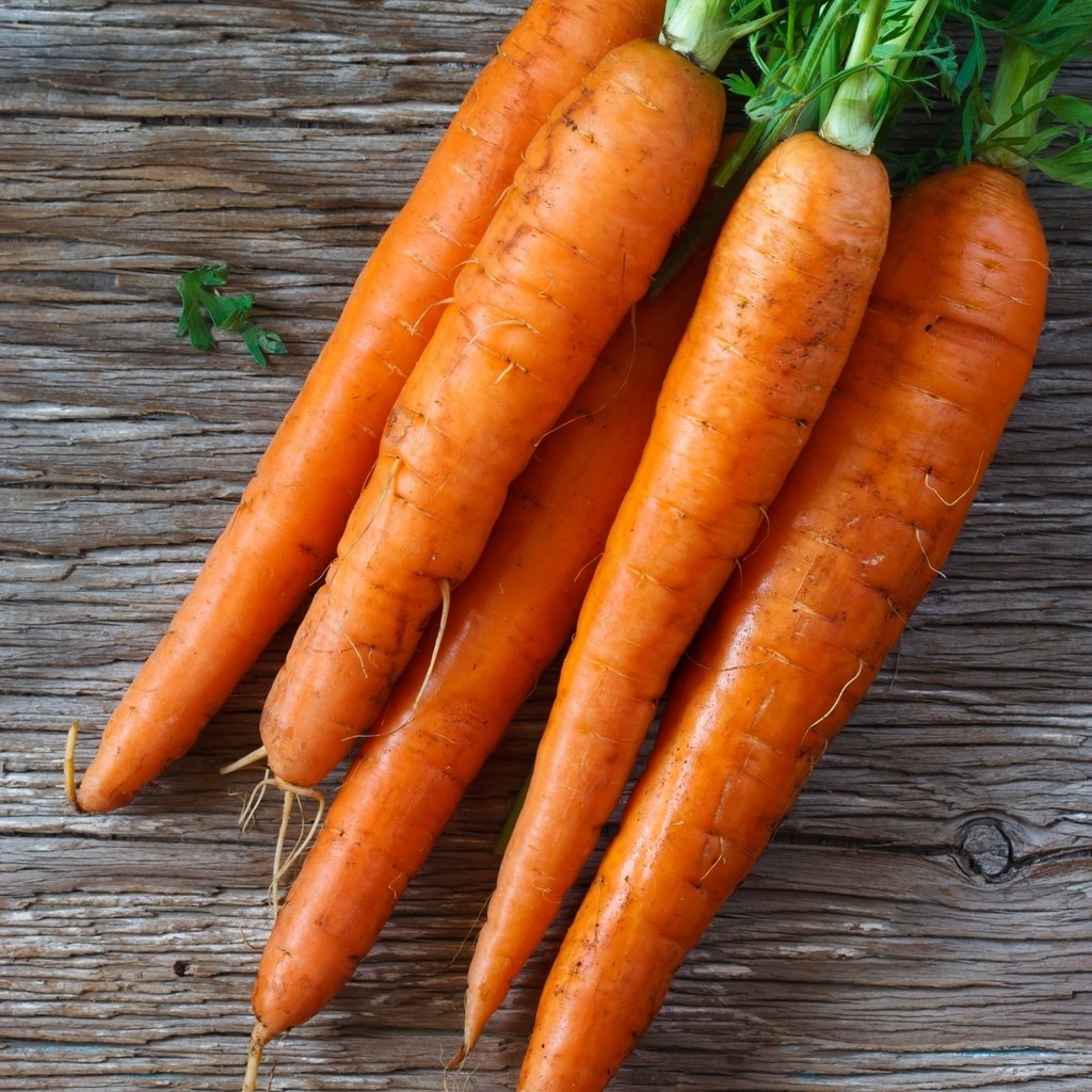 Sugarsnax 54 Carrot Seeds – Sweet, Crisp & High-Yield Variety