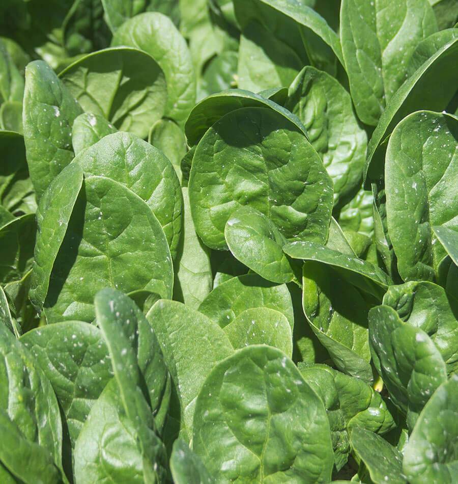 Seaside Spinach Seeds – Heat & Salt-Tolerant, Fast-Growing Greens