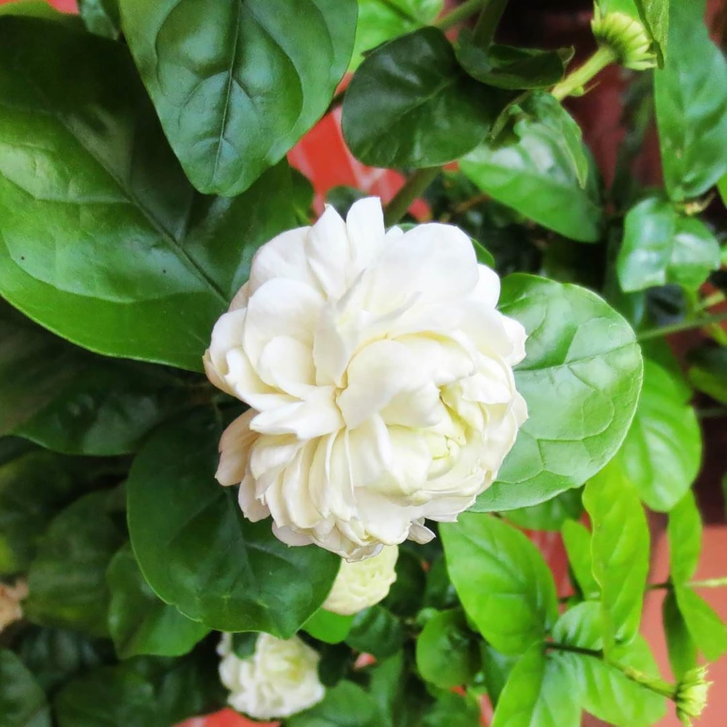 Graines de jasmin d'Arabie à planter - Jasminum Sambac, arbuste grimpant parfumé à feuilles persistantes pour terrasse, jardin et conteneurs