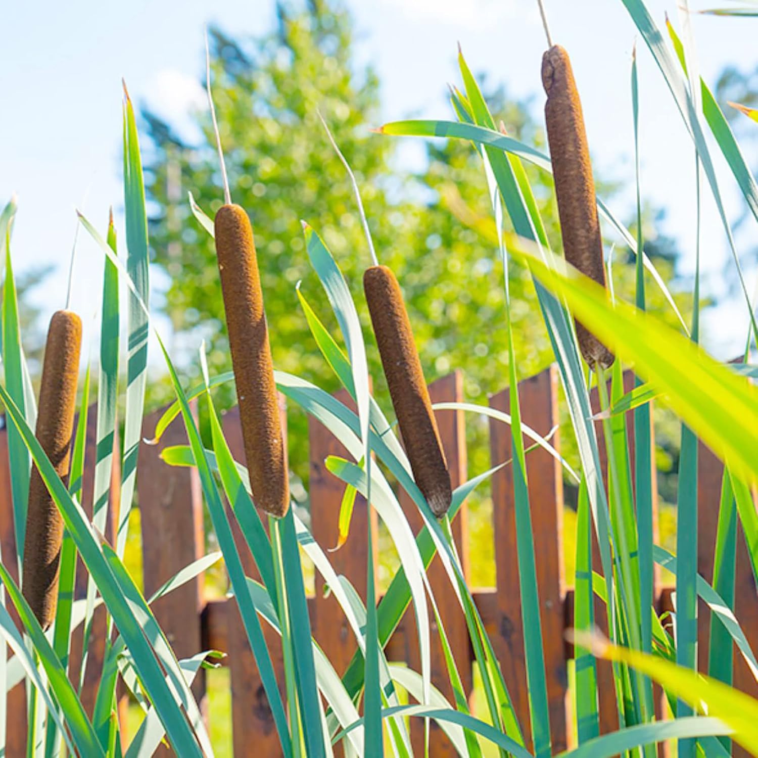 Graines de quenouilles pour la plantation Typha Latifolia Plante ornementale vivace à croissance rapide pour étangs et jardins marécageux