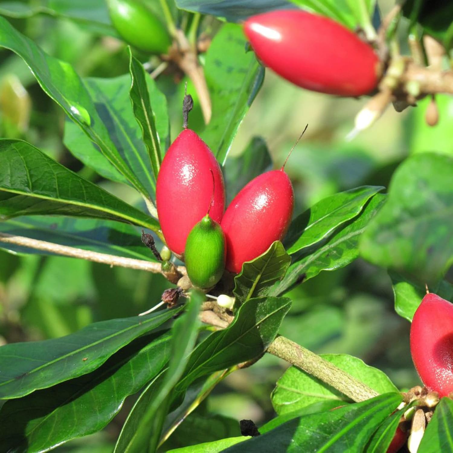 Synsepalum Dulcificum Seeds - Miracle Berry, Miracle Fruit Red Berries for Outdoor Growing - 30 Pcs