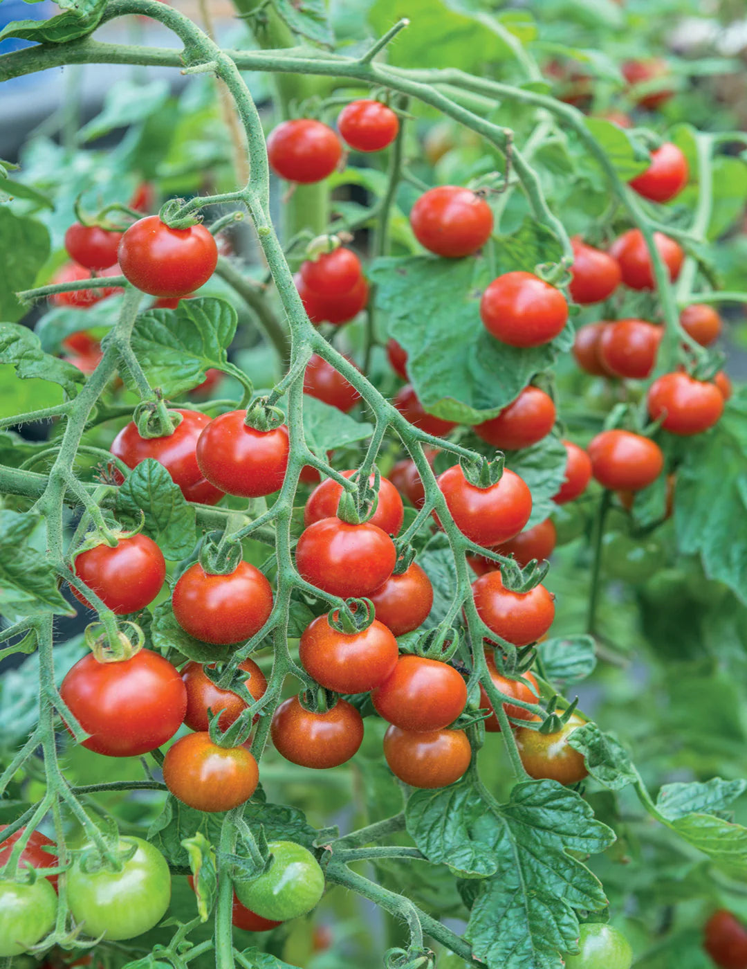 Sweet Million Tomato Seeds – High-Yield Cherry Tomatoes for Home Gardening