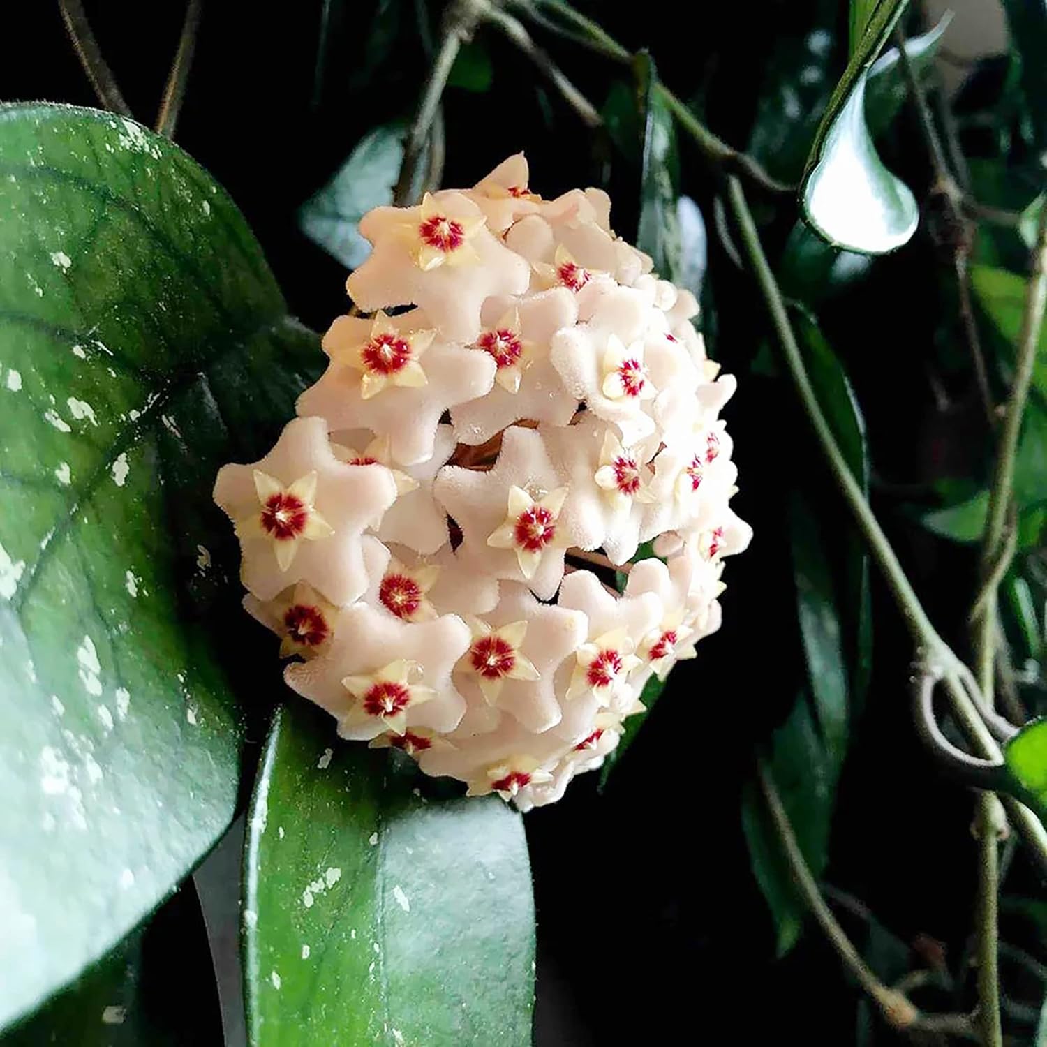 Hoya Carnosa Seeds (Wax Plant) - Attractive Waxy Foliage, Unique Growth Habit, Fragrant Star-Shaped Flowers, Low-Maintenance Houseplant for Hanging Basket - 100 Pieces