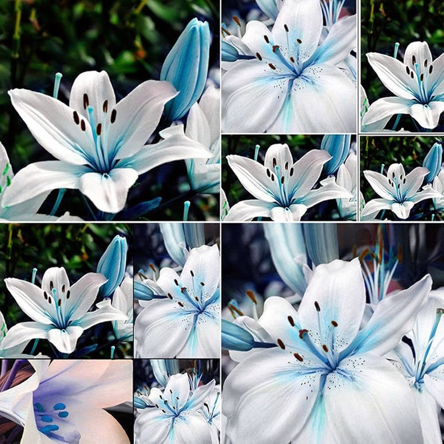 Blue Rare Lily Seeds for Yard Gardening, Lilium Flower Seeds for Home, Bonsai, and Garden Planting - 50Pcs