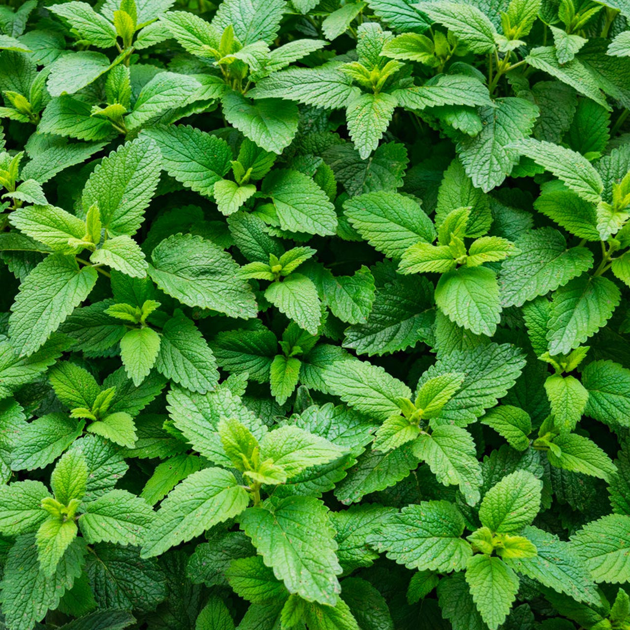 Spearmint (Mentha spicata) Seeds – Aromatic Herb for Planting, Fresh Garden Mint, Non-GMO, Easy to Grow, Perennial Herb for Tea, Cooking & Wellness