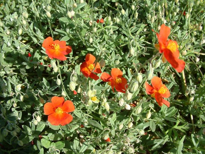 Orange Creeping Thyme Seeds - Non-GMO Perennial Fragrant, Low Maintenance Ground Cover (100 Pcs)