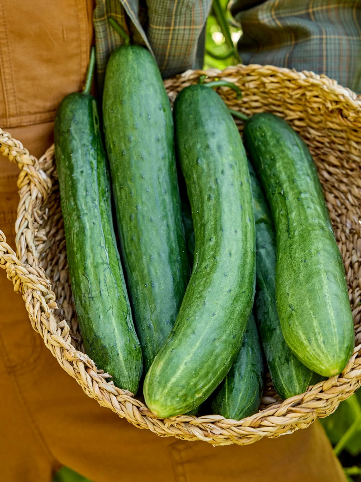 Sweet Success Cucumber Seeds – Seedless, High-Yield & Sweet Greenhouse Hybrid