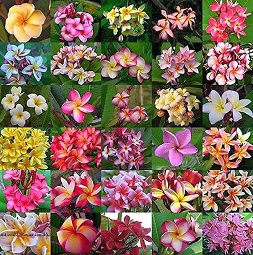 Mixed Colors Plumeria Rubra Frangipani Seeds - 25 Pieces