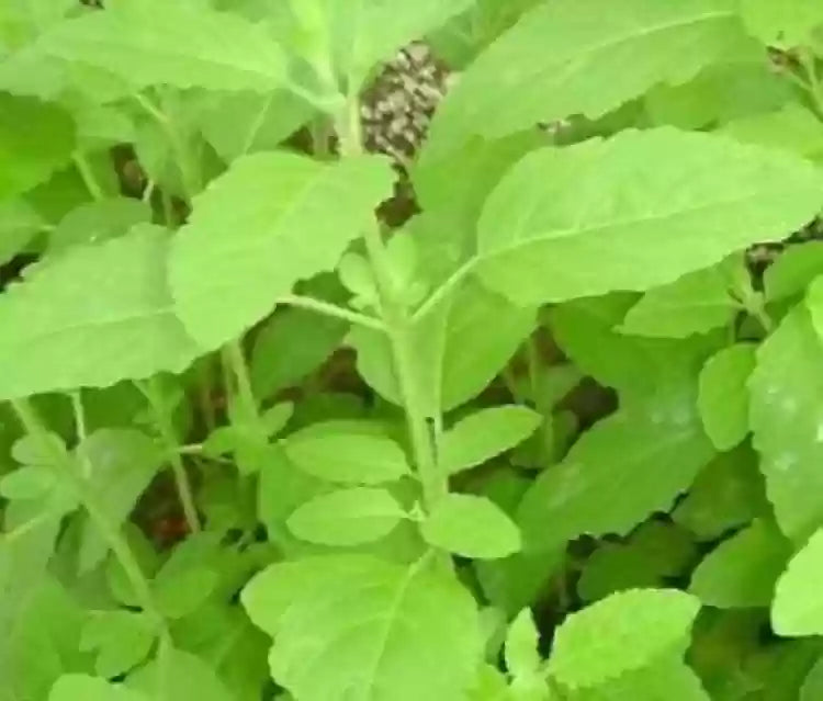 Vana Tulsi Seeds for Planting – Organic Holy Basil | Premium Quality, Aromatic & Medicinal Herb for Garden & Home | Buy Online