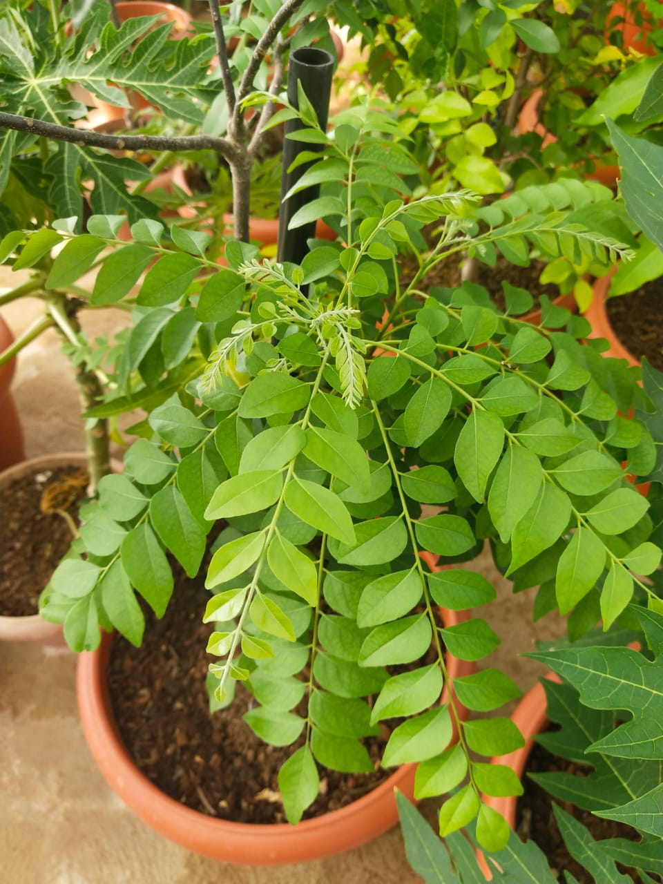 Dwarf Curry Leaf Plant Seeds – Fresh & Aromatic | Premium Quality for Home Gardening & Cooking | Buy Online