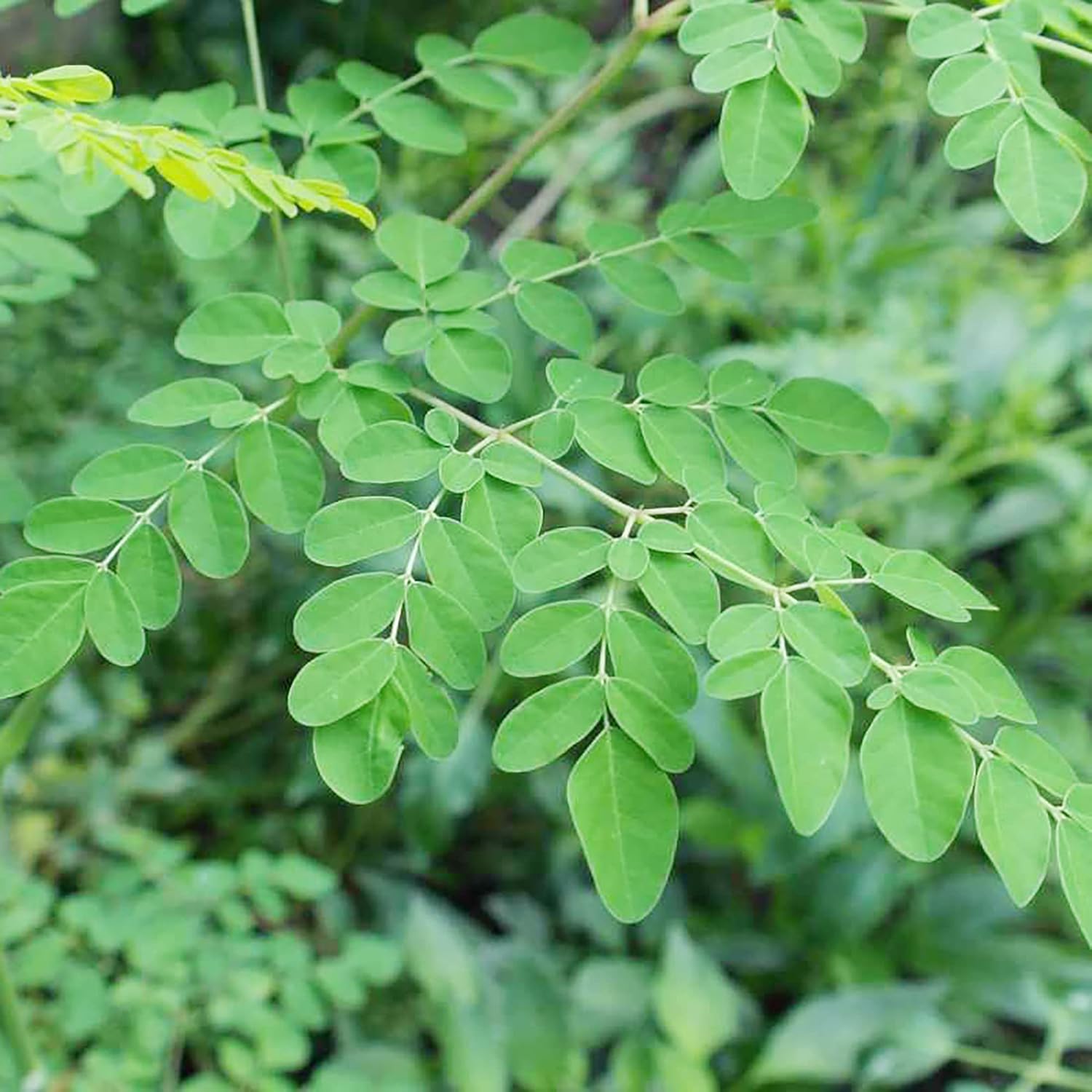 Moringa Plant Seeds (Moringa Oleifera) Fast-Growing, Drought-Resistant, Nutrient-Rich with Health Benefits – 25 Pieces