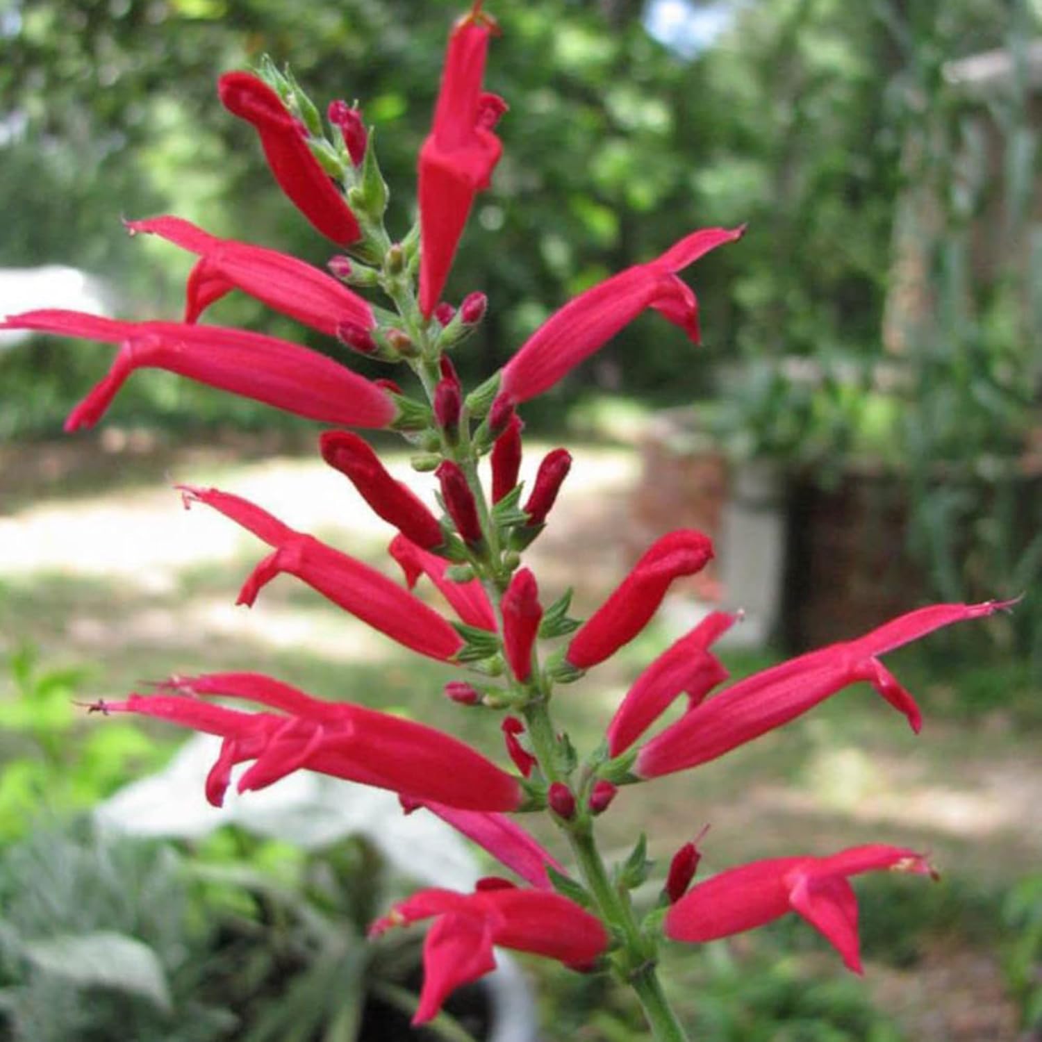 Pineapple Sage Seeds (Salvia Elegans) - Edible Leaves & Flowers, Attracts Hummingbirds, Fragrant, Perennial/Annual for Indoor/Outdoor Containers & Borders - 10 Pcs