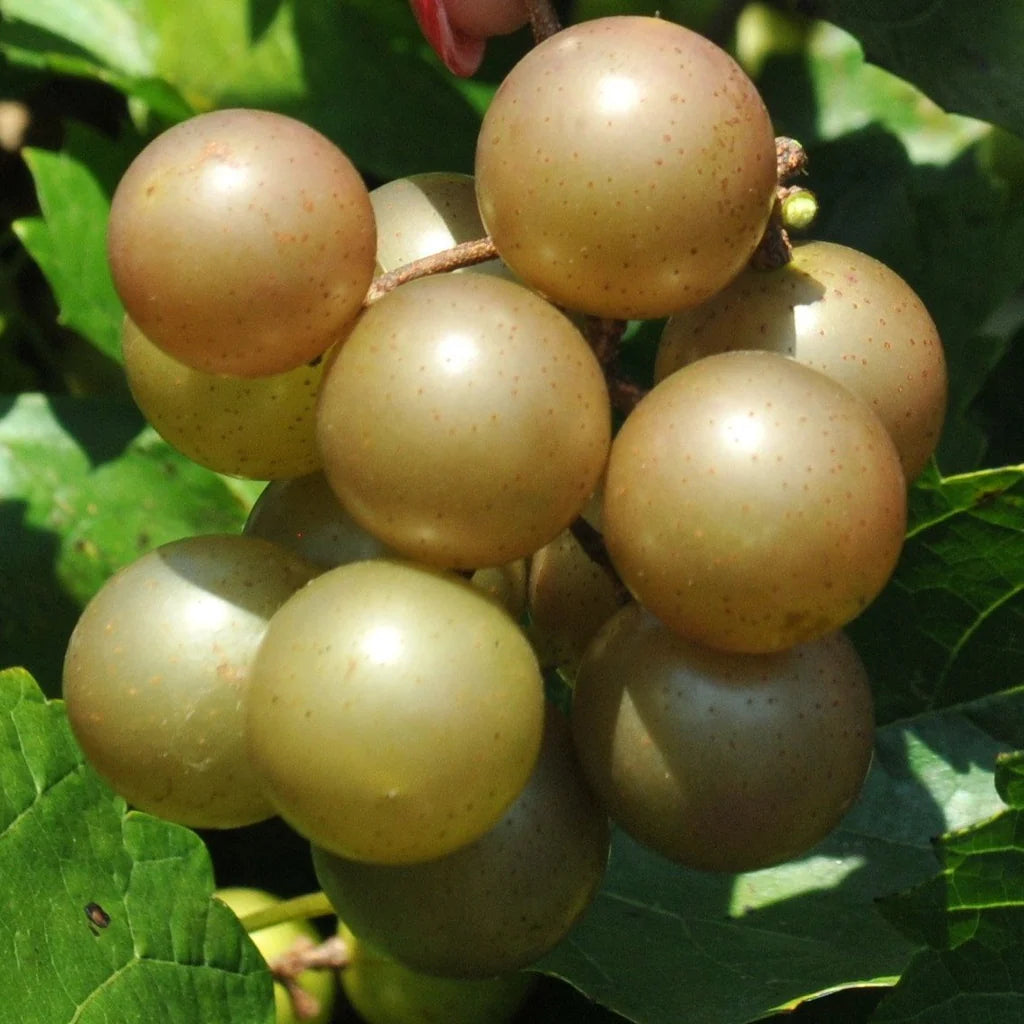 Riesige SCUPPERNONG weiße Muskat-Weinrebensamen - 5 Stück