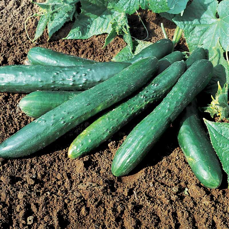 Sweet Success Cucumber Seeds – High-Yield, Burpless & Disease-Resistant