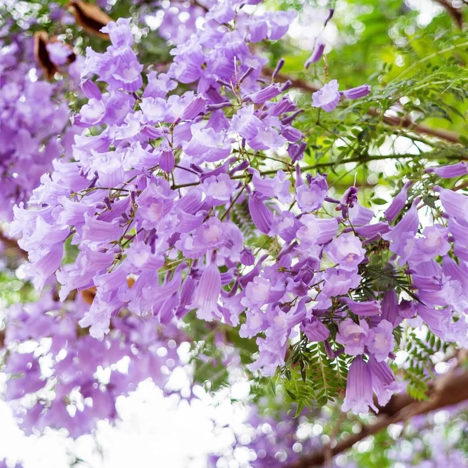 Blue Jacaranda Seeds (Jacaranda Mimosifolia) - Vibrant Blue Flowers, Drought-Tolerant, Low-Maintenance Shade Tree for Parks & Gardens - 30 Pcs