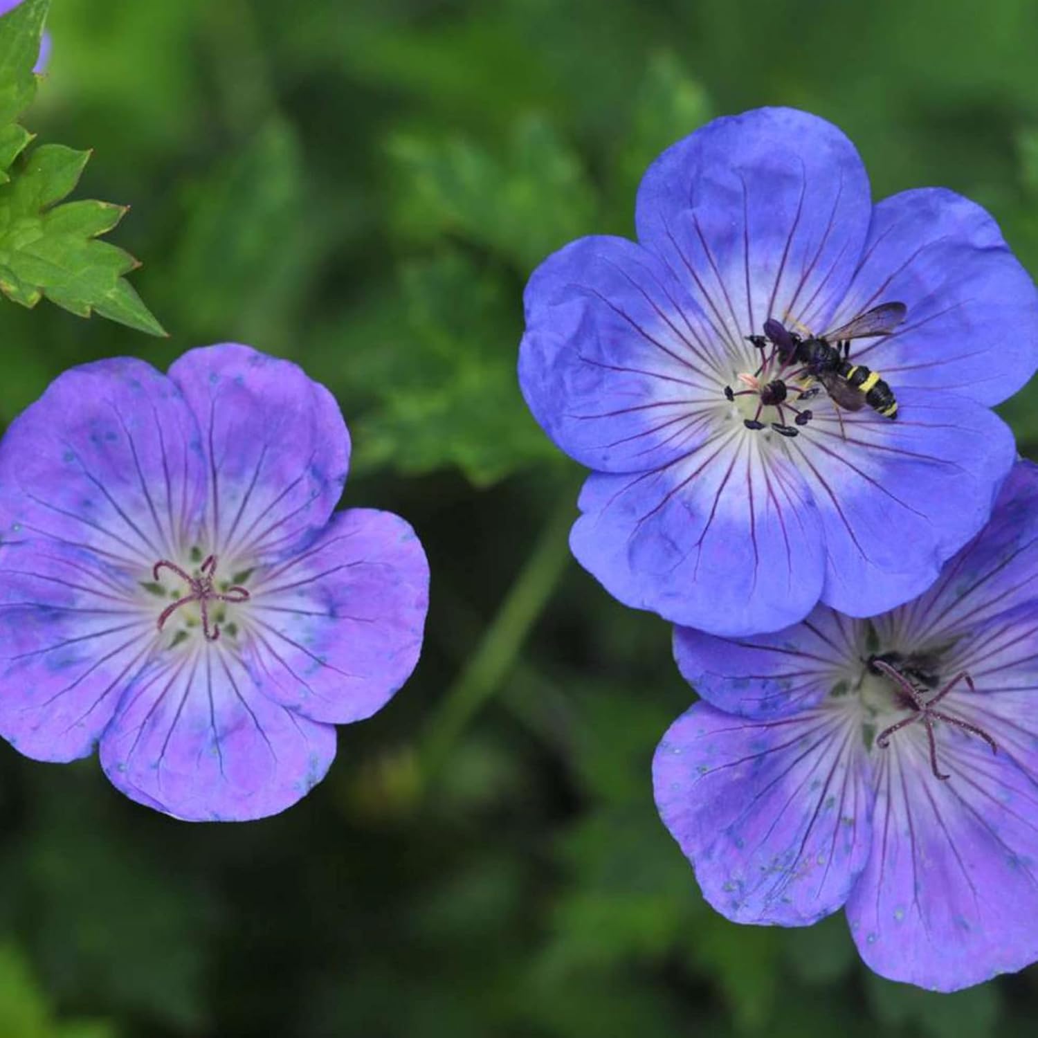 Geranium 'Rozanne' Seeds - Perennial, Long Blooming Period, Attracts Bees & Butterflies, Low Maintenance Ground Cover - 55 Pcs