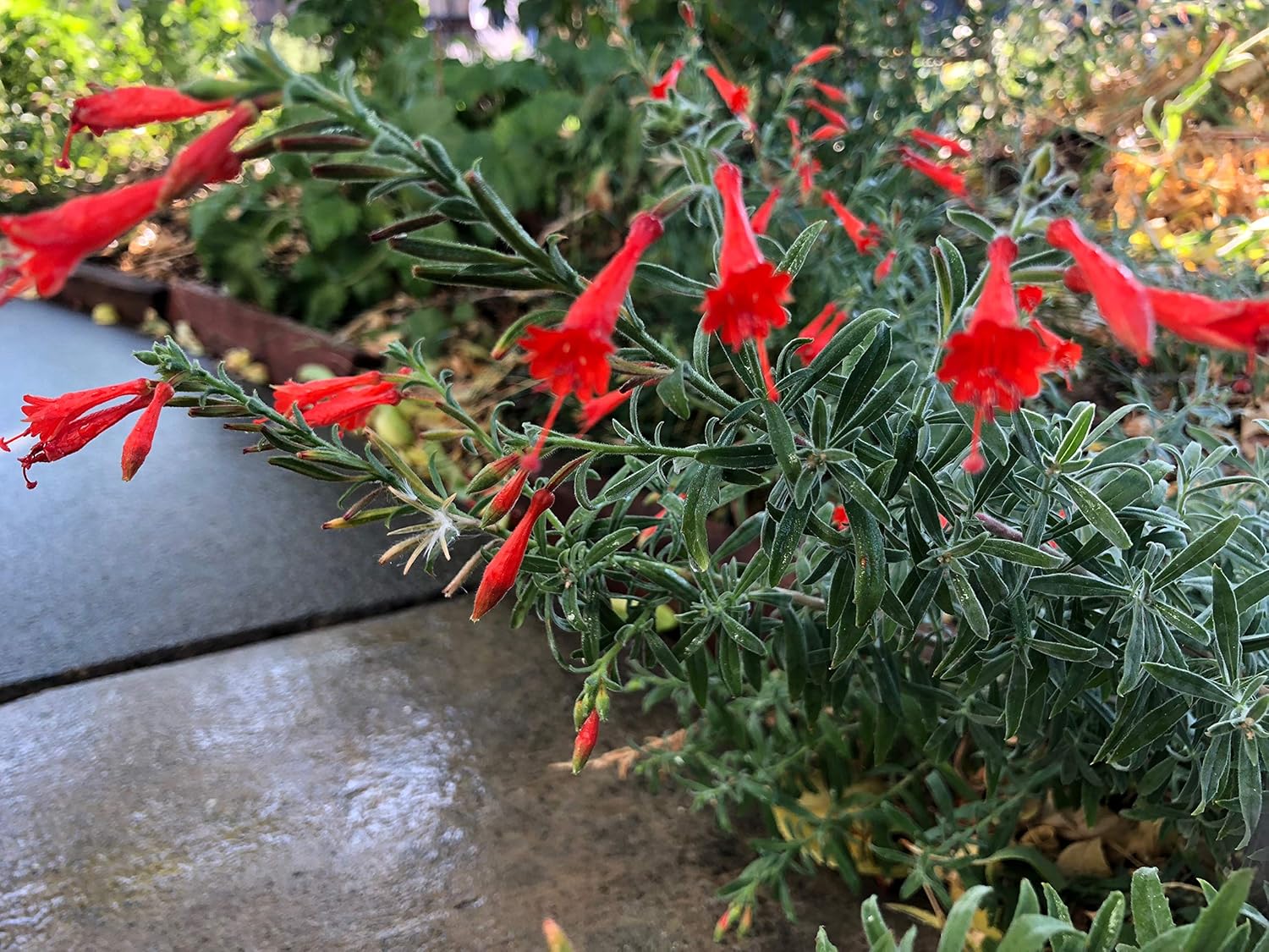 California Fuchsia Epilobium Canum - 30 Seeds