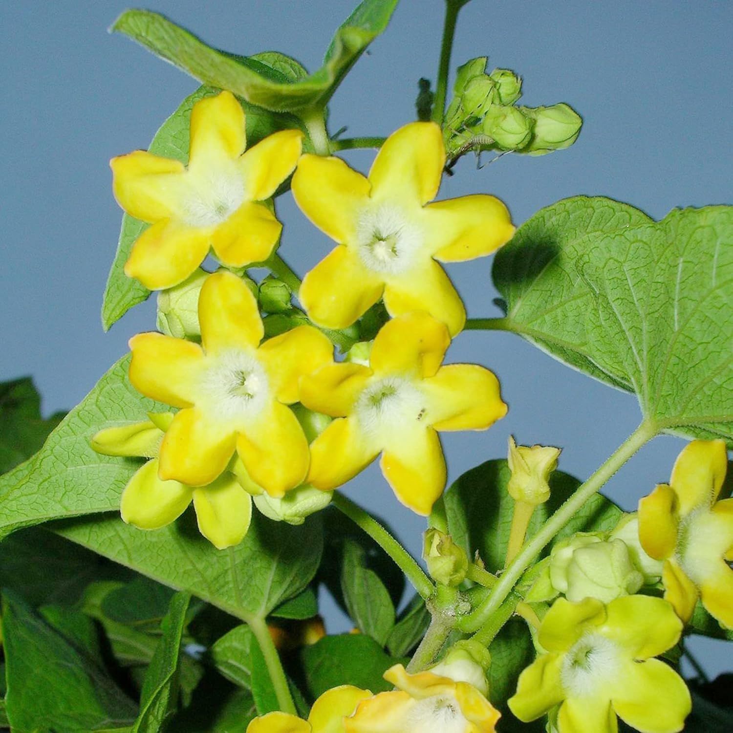 Telosma Cordata Seeds - Attracts Hummingbirds & Butterflies, Edible Trellises & Fences -Flower Seeds